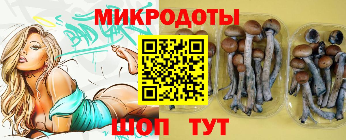 Галлюциногенные грибы Psilocybe Махачкала